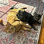 cat, orange_cat, black_cat, striped_cat, pets, indoor, sunlight, rug, floor, wood_floor, cuddling, resting, animal, feline, domestic_cat, cozy, shadow, pattern, relaxing, companion