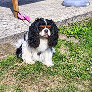 Mélo a rejoint le concours — aidez-le/la à gagner de superbes lots ! dog, cavalier_king_charles_spaniel, grass, outdoor, sunlight, pet, animal, fur, black, white, brown, sitting, leash, concrete, shadow, nature, calm, cute, small_dog, daytime