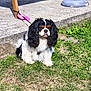 dog, cavalier_king_charles_spaniel, grass, outdoor, sunlight, pet, animal, fur, black, white, brown, sitting, leash, concrete, shadow, nature, calm, cute, small_dog, daytime