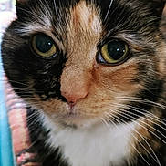 Patches joined the competition — help win amazing prizes! animal, calico_cat, cat, close_up, curious, cute, domestic_cat, ears, face, feline, fur, green_eyes, indoor, looking_at_camera, patterned_fabric, pet, portrait, sitting, soft_light, whiskers