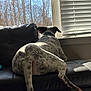 dog, spotted_dog, leather_couch, window, window_blinds, sunlight, indoor, looking_outside, relaxed, pet, black_and_white, home, furniture, daylight, animal, tail, paw, quiet, resting, winter