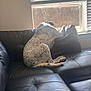 Niko is registered to the contest to win money with this photo: dog, couch, leather, window, blinds, indoor, pet, resting, spot, fur, tail, daylight, relaxing, home, animal, quiet, looking, black, white, spotted