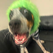 Niko is registered to the contest to win money with this photo: dog, green_hat, blurry, close_up, black_couch, excited, mouth_open, indoor, pet, furry, black, white, brown, animal, playful, fuzzy_hat, ears_hidden, tongue, teeth, whiskers