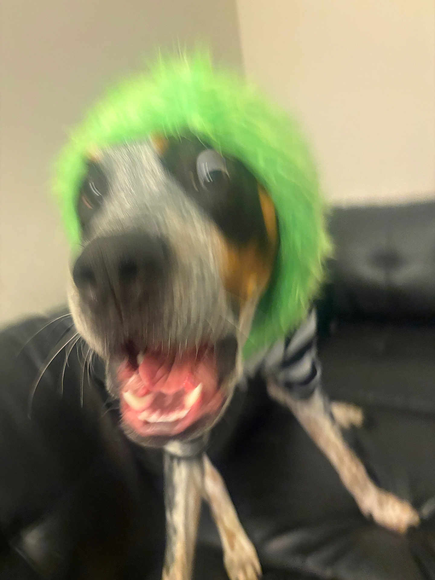 Niko is registered to the contest to win money with this photo: dog, green_hat, blurry, close_up, black_couch, excited, mouth_open, indoor, pet, furry, black, white, brown, animal, playful, fuzzy_hat, ears_hidden, tongue, teeth, whiskers