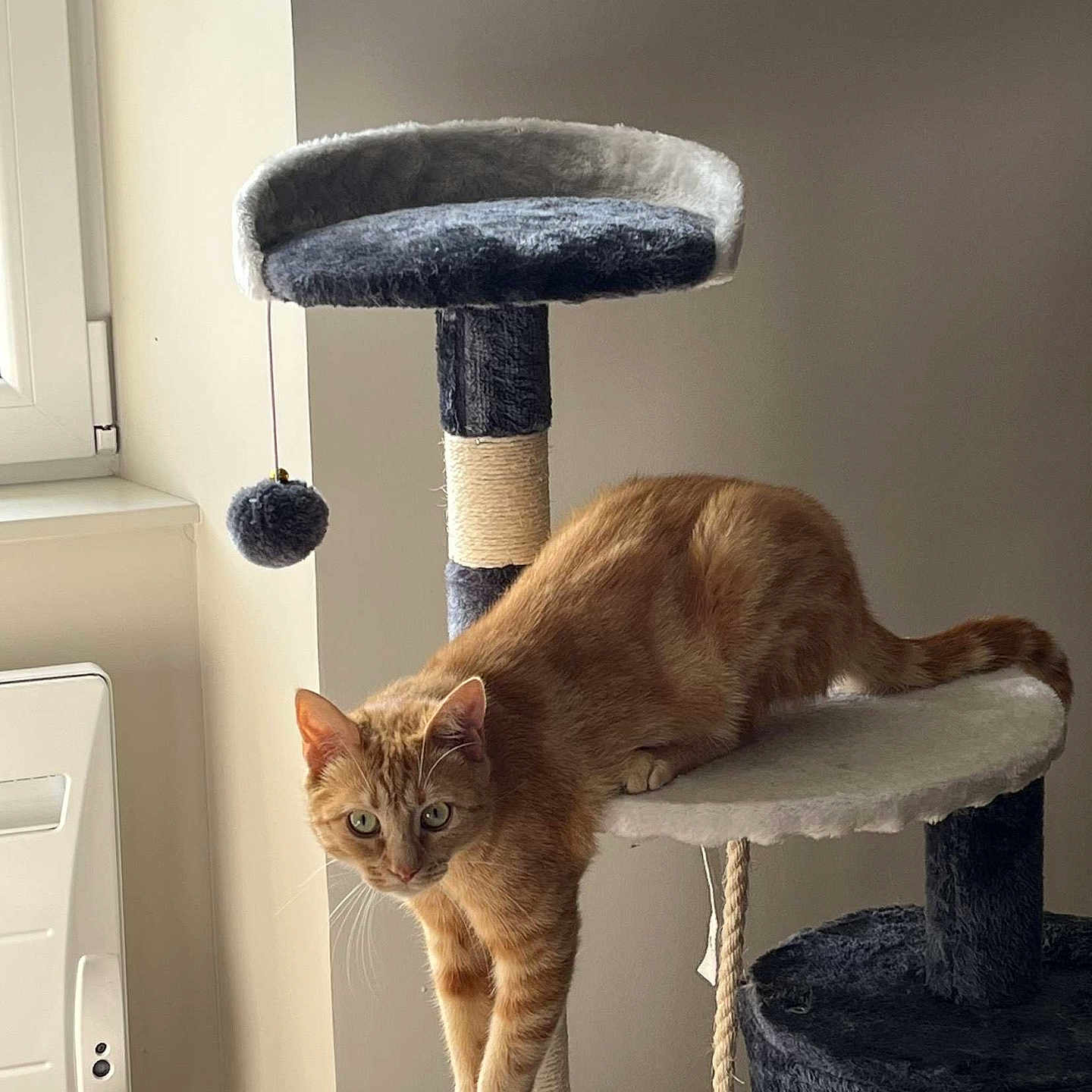 Garfield a rejoint le concours — aidez-le/la à gagner de superbes lots ! abyssinian, animal, barstool, cat, chair, cushion, device, furniture, hammer, hardwood, homedecor, indoors, interiordesign, kitten, pet, pillow, stainedwood, table, tool, wood
