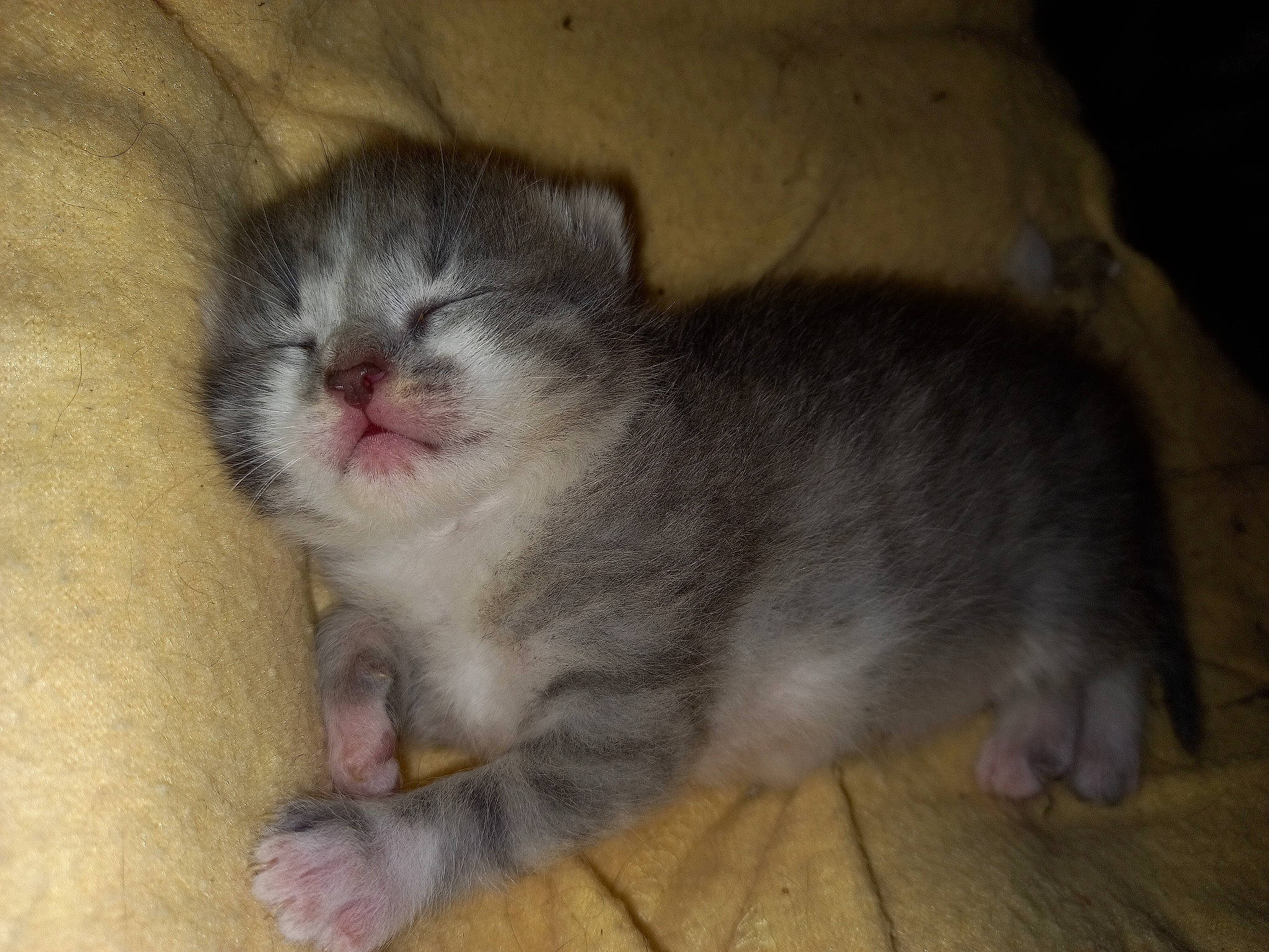 Chatouille a rejoint le concours — aidez-le/la à gagner de superbes lots ! carnivore, cat, claw, comfort, domestic_short_haired_cat, eye, fawn, felidae, flooring, fur, grey, hardwood, paw, reef, small_to_medium_sized_cats, snout, tail, terrestrial_animal, whiskers, wood