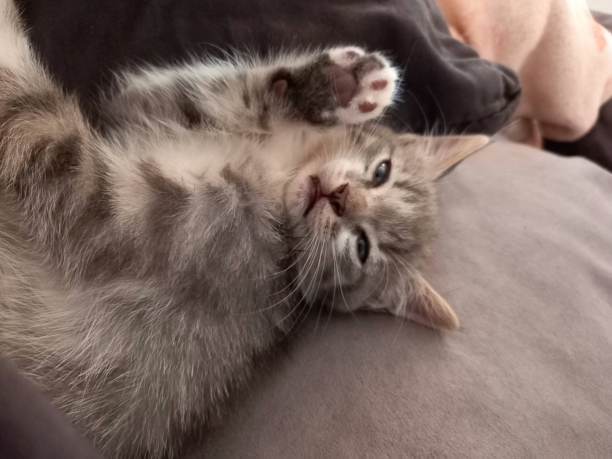 Chatouille participe au concours pour gagner de l'argent avec cette photo : carnivore, cat, claw, close_up, comfort, domestic_short_haired_cat, ear, felidae, fur, grey, nap, paw, sleep, small_to_medium_sized_cats, snout, tail, terrestrial_animal, whiskers, wildlife