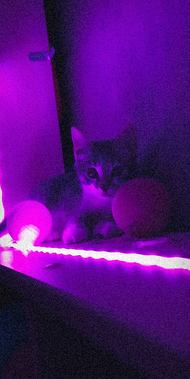 Chatouille a rejoint le concours — aidez-le/la à gagner de superbes lots ! carnivore, cat, comfort, darkness, electric_blue, entertainment, felidae, fur, gas, magenta, night, pink, purple, room, sitting, small_to_medium_sized_cats, square, technology, violet, whiskers