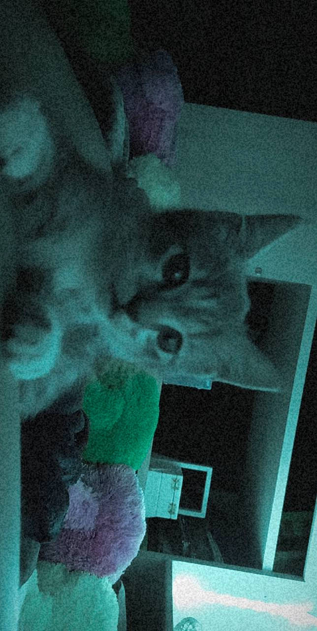 Chatouille participe au concours pour gagner de l'argent avec cette photo : art, black_cat, canidae, carnivore, cat, darkness, domestic_short_haired_cat, electric_blue, felidae, fur, grey, monochrome_photography, room, small_to_medium_sized_cats, snout, tail, tints_and_shades, visual_arts, whiskers, window