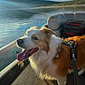Apollo joined the competition — help win amazing prizes! dog, pet, animal, canine, happy, panting, tongue, brown_and_white, fluffy, boat, lake, water, outdoor, landscape, mountains, hills, sunlight, reflection, harness, travel_bag