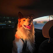 Apollo joined the competition — help win amazing prizes! dog, canine, fluffy, long_hair, golden_fur, white_fur, happy, smiling, open_mouth, tongue, sitting, car, vehicle, back_seat, seatbelt, harness, sunlight, sunset, road_trip, portrait