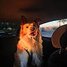dog, pet, animal, car, vehicle, backseat, road_trip, sunset, golden_hour, fluffy, long_hair, collar, harness, sitting, portrait, open_mouth, tongue, ears, interior, travel
