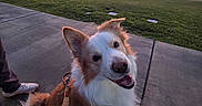 Apollo is registered to the contest to win money with this photo: dog, border_collie, pet, fluffy, white_fur, brown_fur, sitting, happy, open_mouth, tongue, pointed_ears, leash, harness, sidewalk, grass, park, sunset, clouds, neighborhood, mountains