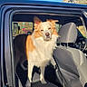dog, canine, fluffy, golden_and_white, long_hair, standing, pet, animal, portrait, car, vehicle, back_seat, car_interior, open_door, sunlight, outdoor, neighborhood, street, stop_sign, blue_sky