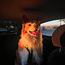 dog, border_collie, fluffy, long_hair, happy, smiling, tongue_out, sitting, car, vehicle, interior, backseat, seat, headrest, window, sunlight, golden_hour, harness, portrait, pet