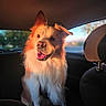 dog, canine, fluffy, long_hair, brown_and_white, happy, smiling, tongue_out, sitting, portrait, pet, animal, car, vehicle, back_seat, headrest, window, sunset, outdoor_view, road_trip