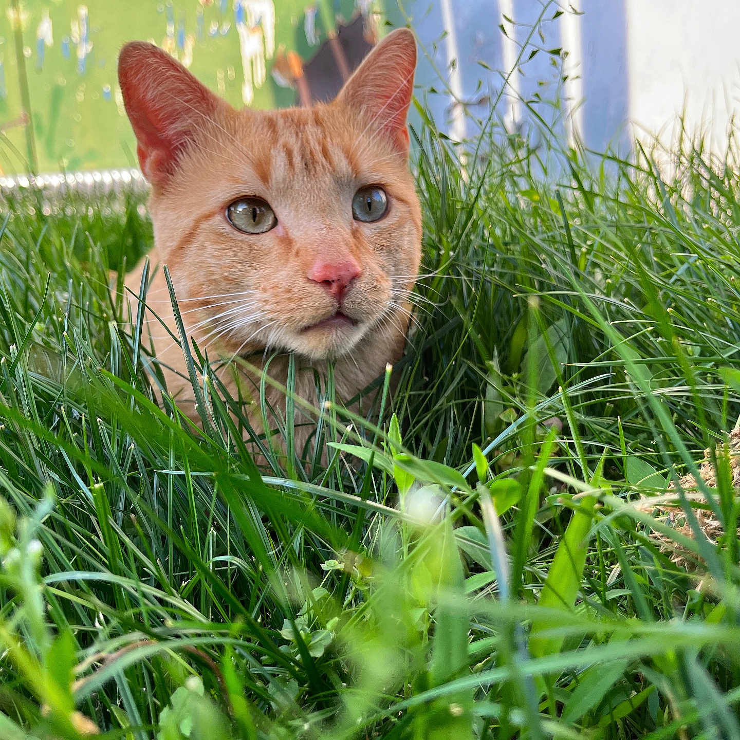 Kevin is registered to the contest to win money with this photo: abyssinian, animal, cat, countryside, field, flower, grass, grassland, green, herbal, herbs, kitten, lawn, manx, meadow, nature, outdoors, pet, plant, vegetation