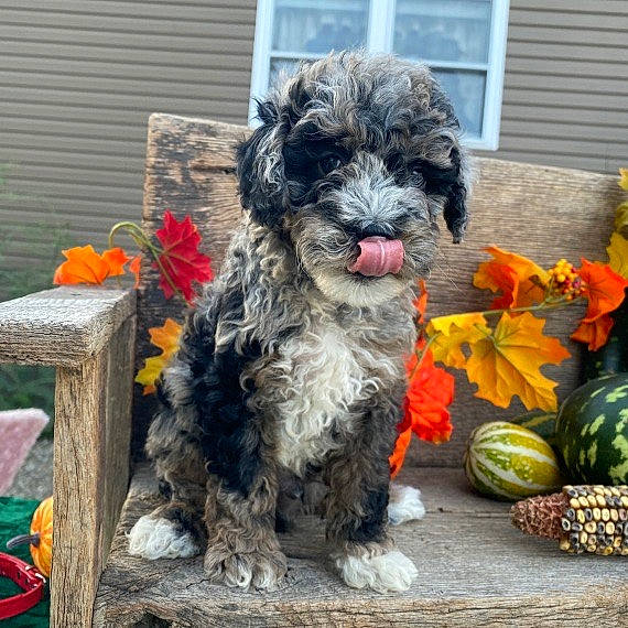 Kenobi joined the competition — help win amazing prizes! calabaza, canidae, carnivore, companion_dog, dog, dog_breed, dog_supply, flower, flowerpot, fur, grass, plant, pumpkin, schnauzer, small_terrier, snout, terrier, toy_dog, water_dog, window