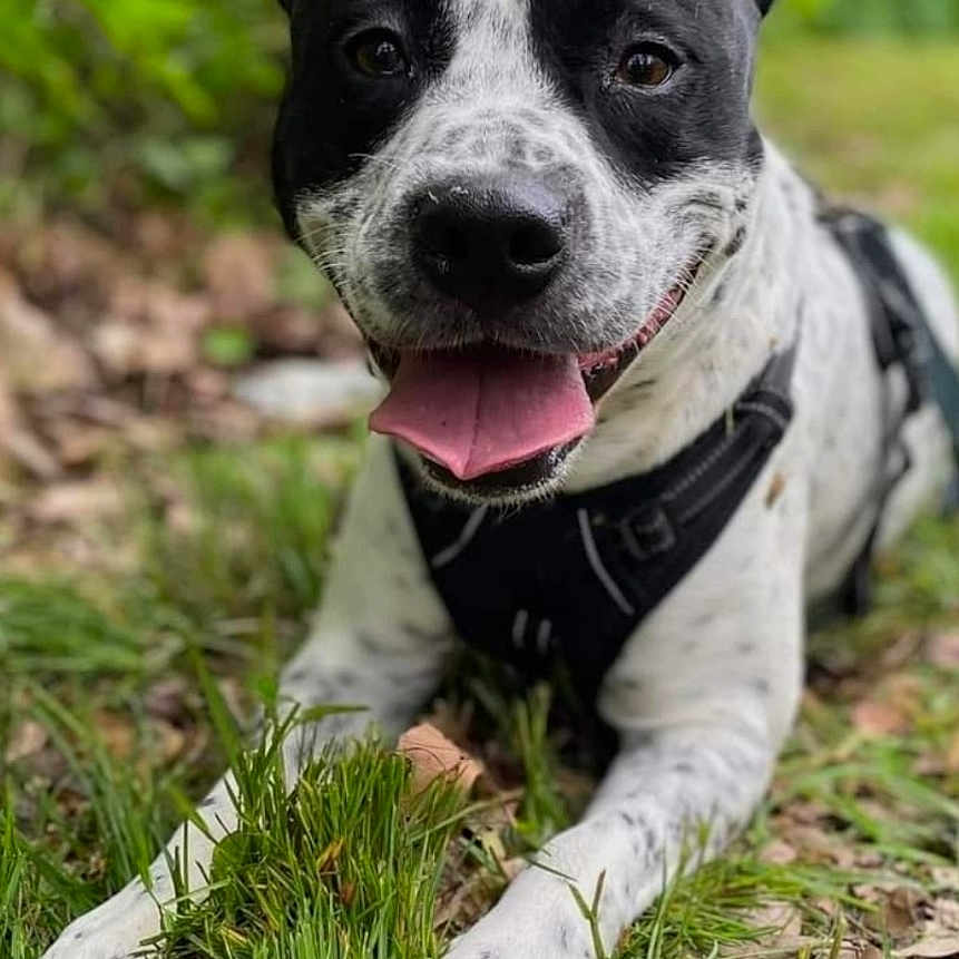 Jager is registered to the contest to win money with this photo: accessories, animal, bodypart, bostonbull, bulldog, canine, collar, dog, grass, hound, mouth, person, pet, pitbull, plant, pointer, puppy, strap, tongue, whitedog