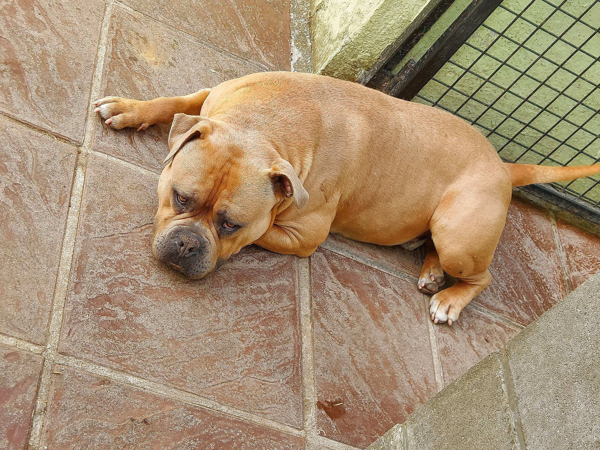 Pablo a rejoint le concours — aidez-le/la à gagner de superbes lots ! canidae, carnivore, comfort, companion_dog, dog, dog_breed, dog_supply, fawn, flooring, paw, pet_supply, snout, sporting_group, tail, terrestrial_animal, working_animal