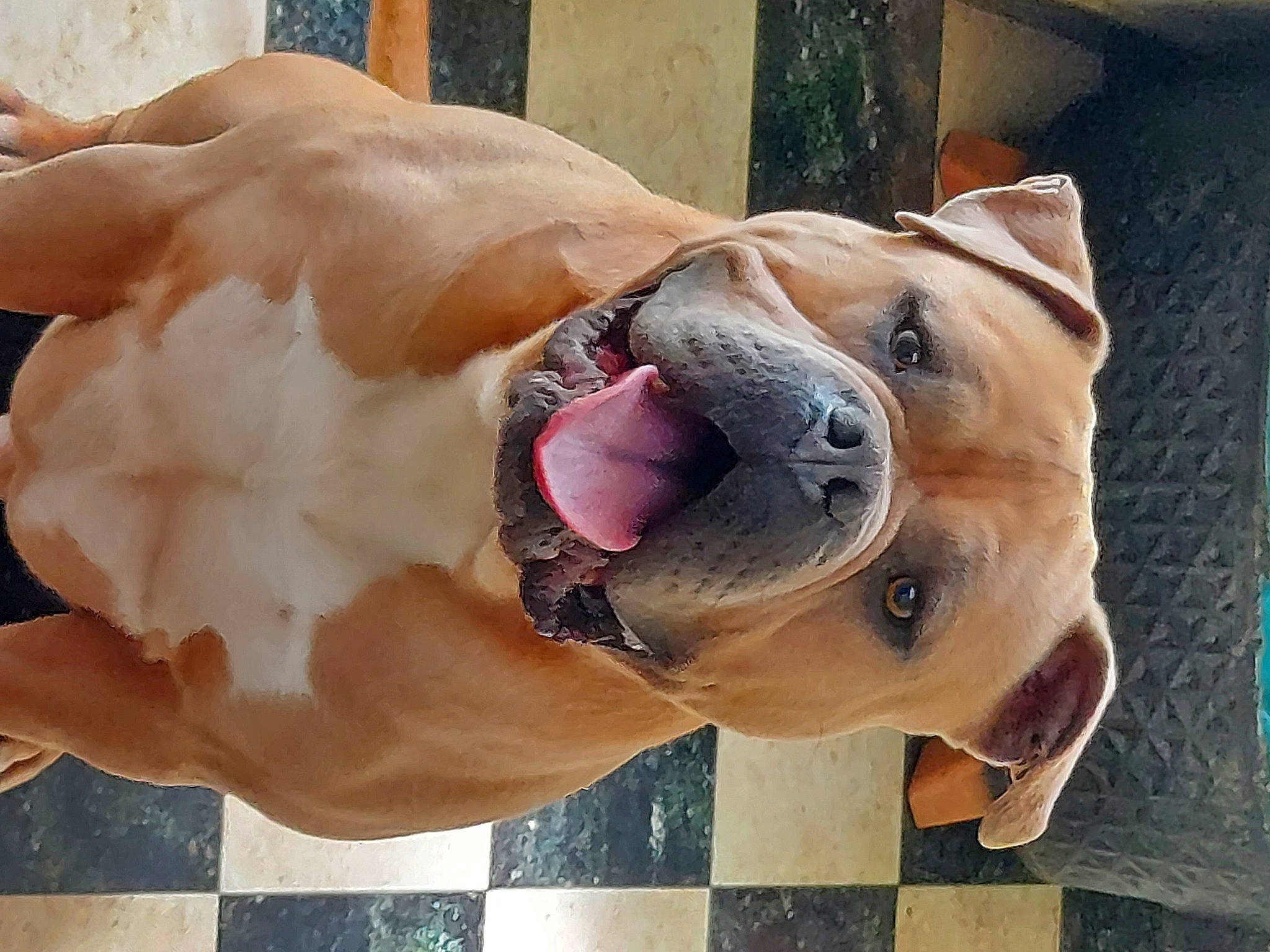 Pablo a rejoint le concours — aidez-le/la à gagner de superbes lots ! canidae, carnivore, collar, companion_dog, dog, dog_breed, dog_collar, dog_supply, eyewear, fawn, leash, mammal, paw, pet_supply, snout, sporting_group, whiskers, window, working_animal, wrinkle