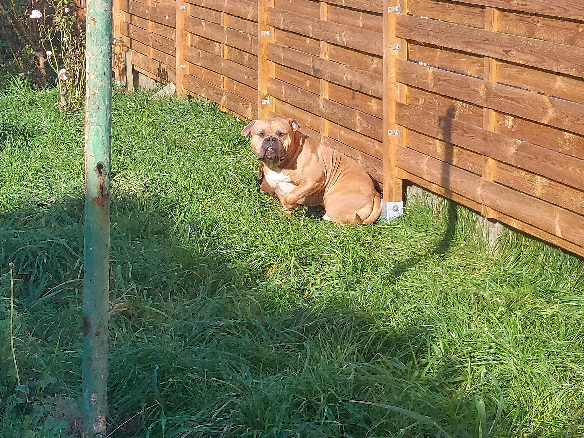 Pablo a rejoint le concours — aidez-le/la à gagner de superbes lots ! canidae, carnivore, chair, companion_dog, dog, dog_breed, fawn, fence, grass, gun_dog, hardwood, home_fencing, liver, outdoor_furniture, plant, sporting_group, terrestrial_animal, wood, wood_stain, yard