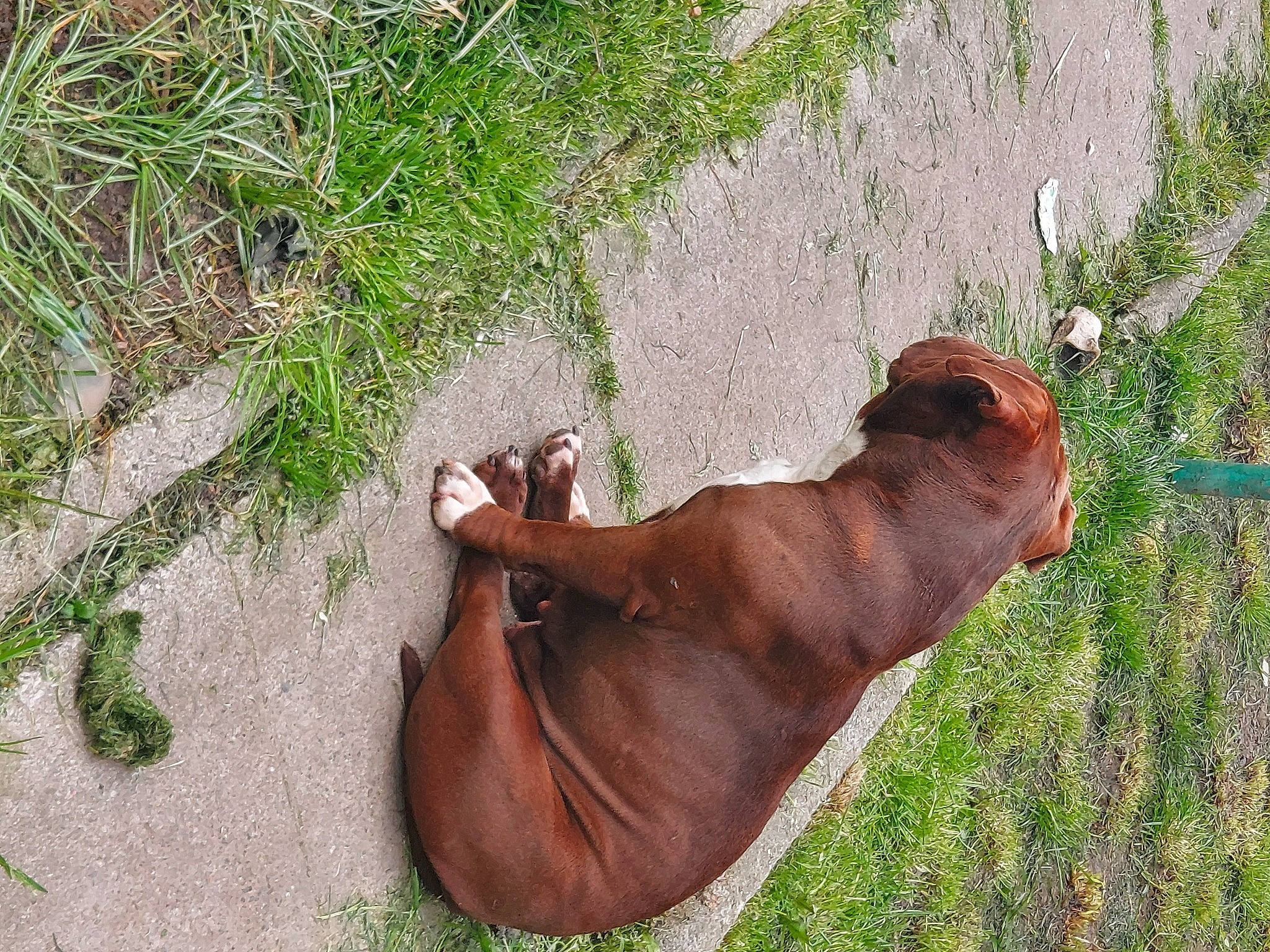 Xéna participe au concours pour gagner de l'argent avec cette photo : bovine, canidae, dog_breed, fawn, grass, grassland, human_leg, landscape, liver, livestock, pasture, plant, snout, sporting_group, stallion, terrestrial_animal, whiskers, wildlife, working_animal