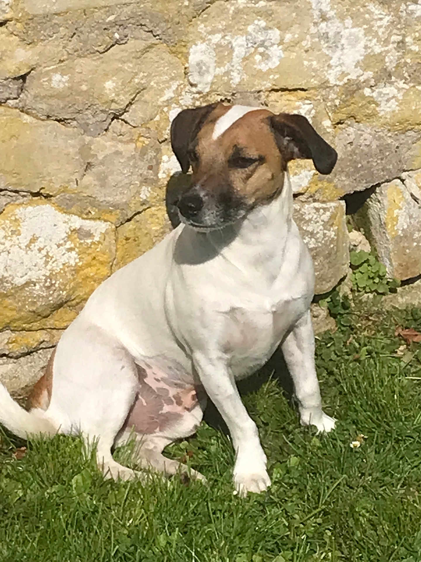 Bandit participe au concours pour gagner de l'argent avec cette photo : dog, animal, pet, sitting, grass, outdoor, stone_wall, sunlight, brown, white, canine, nature, mammal, quiet, calm, daylight, fur, ears, snout, tail