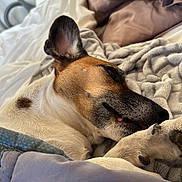 Bandit participe au concours pour gagner de l'argent avec cette photo : dog, pet, blanket, bed, pillow, indoor, resting, cozy, fur, relaxed, sleepy, cute, animal, canine, comfort, snuggle, closeup, sleep, paw, ear
