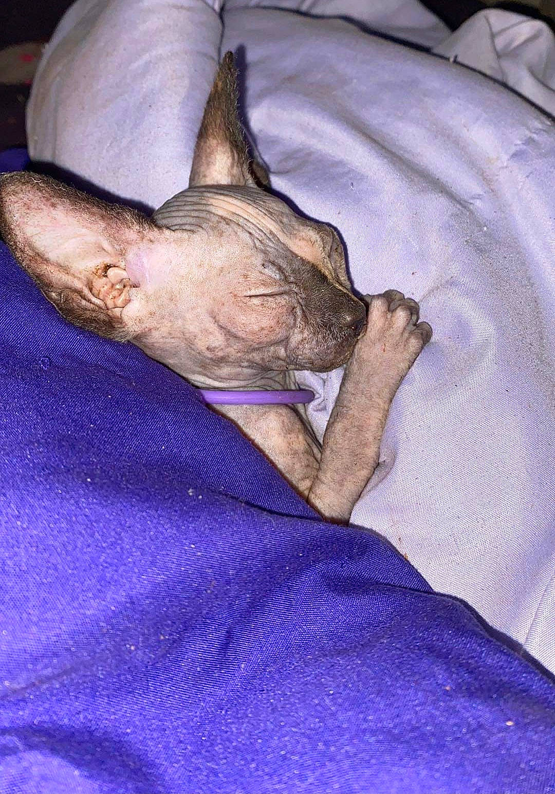 Kino is registered to the contest to win money with this photo: bat, black_rhinoceros, blue, canidae, carnivore, comfort, dog_breed, electric_blue, fawn, felidae, flesh, gesture, grey, jaw, linens, purple, snout, terrestrial_animal, whiskers, wrinkle