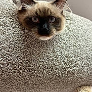 Frankie is registered to the contest to win money with this photo: cat, siamese_cat, blue_eyes, whiskers, carpeted_cat_tree, indoor, pet, curious, close_up, feline, cozy, texture, animal, looking, head, ears, soft_light, domestic, playful, resting