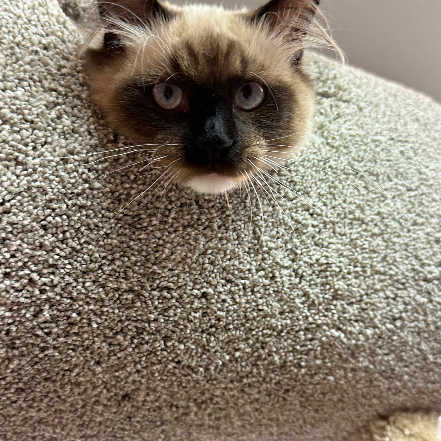 Frankie is registered to the contest to win money with this photo: animal, blue_eyes, carpeted_cat_tree, cat, close_up, cozy, curious, domestic, ears, feline, head, indoor, looking, pet, playful, resting, siamese_cat, soft_light, texture, whiskers