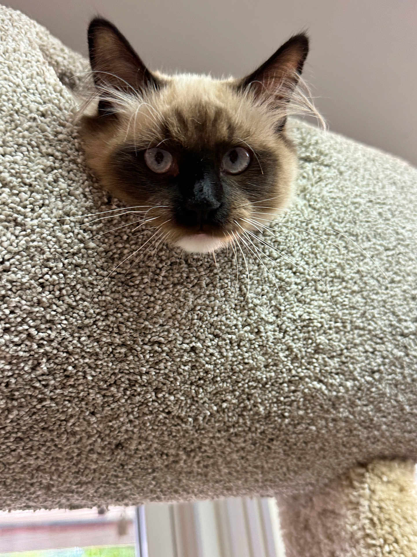 Frankie is registered to the contest to win money with this photo: cat, siamese_cat, blue_eyes, whiskers, carpeted_cat_tree, indoor, pet, curious, close_up, feline, cozy, texture, animal, looking, head, ears, soft_light, domestic, playful, resting