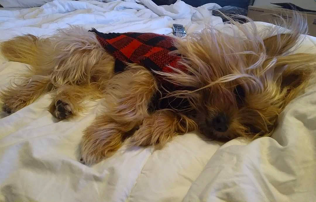 Bear Bear joined the competition — help win amazing prizes! canidae, carnivore, comfort, companion_dog, dog, dog_breed, dog_supply, fawn, felidae, fur, liver, nap, paw, sleep, small_terrier, snout, sporting_group, tail, terrier, toy_dog