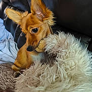 Foxie participe au concours pour gagner de l'argent avec cette photo : dog, puppy, fluffy_toy, plush, playing, ears, couch, blanket, indoor, pet, fur, brown_dog, leather_couch, cozy, resting, cute, animal, soft, closeup, young_dog