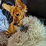 dog, puppy, fluffy_toy, plush, playing, ears, couch, blanket, indoor, pet, fur, brown_dog, leather_couch, cozy, resting, cute, animal, soft, closeup, young_dog
