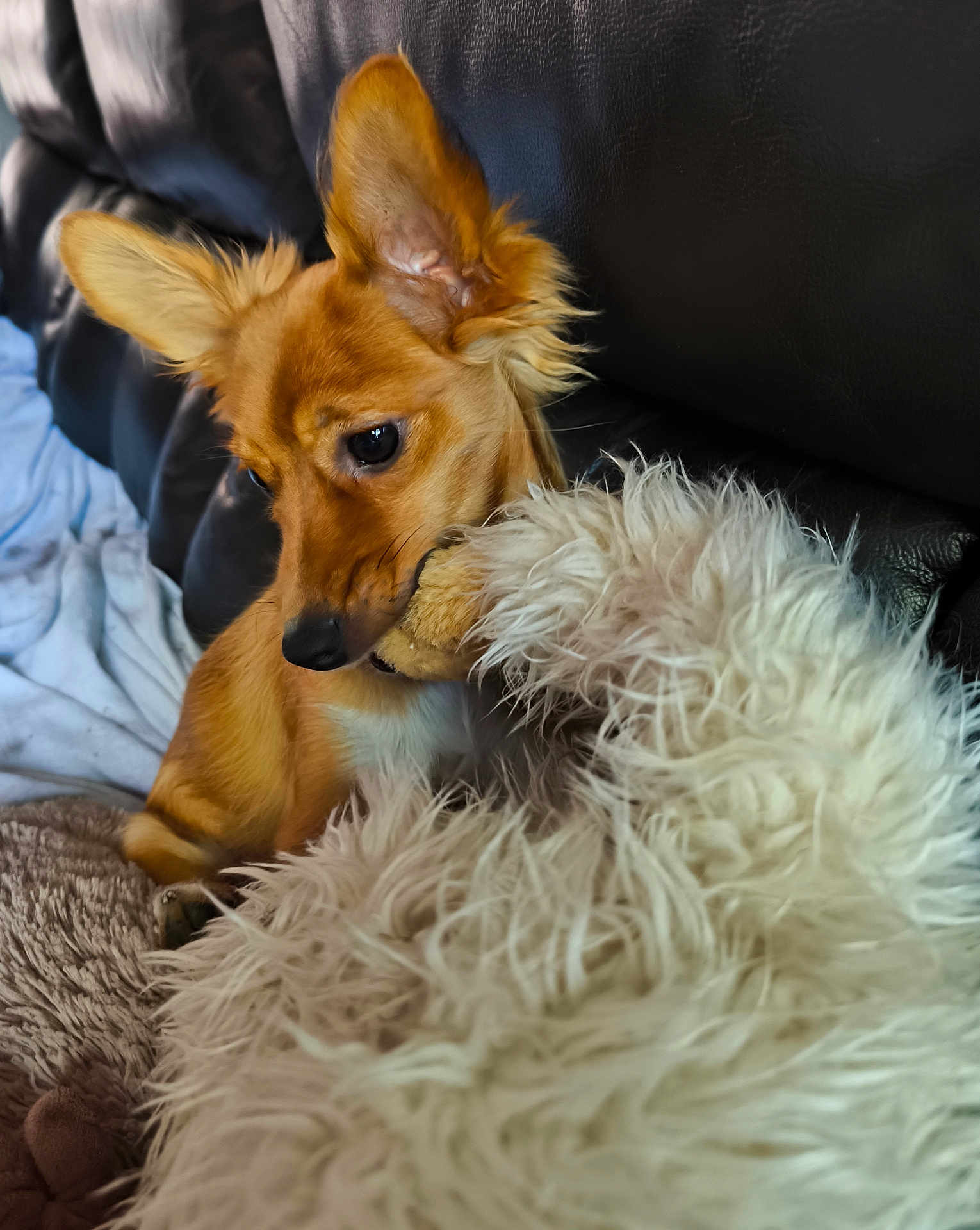 Foxie