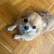 Umi a rejoint le concours — aidez-le/la à gagner de superbes lots ! dog, puppy, small_dog, fluffy, cream_colored, long_hair, brown_eyes, black_nose, lying_down, looking_up, indoor, wooden_floor, parquet, close_up, pet, cute, portrait, animal, fur, adorable