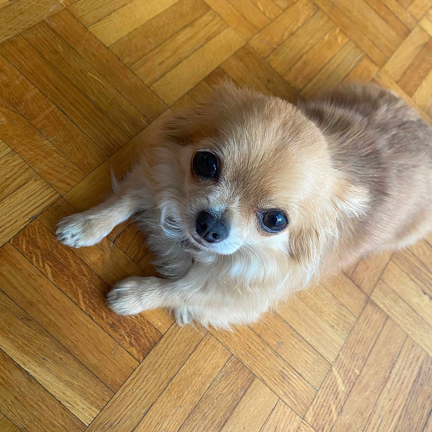 Umi a rejoint le concours — aidez-le/la à gagner de superbes lots ! dog, puppy, small_dog, fluffy, cream_colored, long_hair, brown_eyes, black_nose, lying_down, looking_up, indoor, wooden_floor, parquet, close_up, pet, cute, portrait, animal, fur, adorable