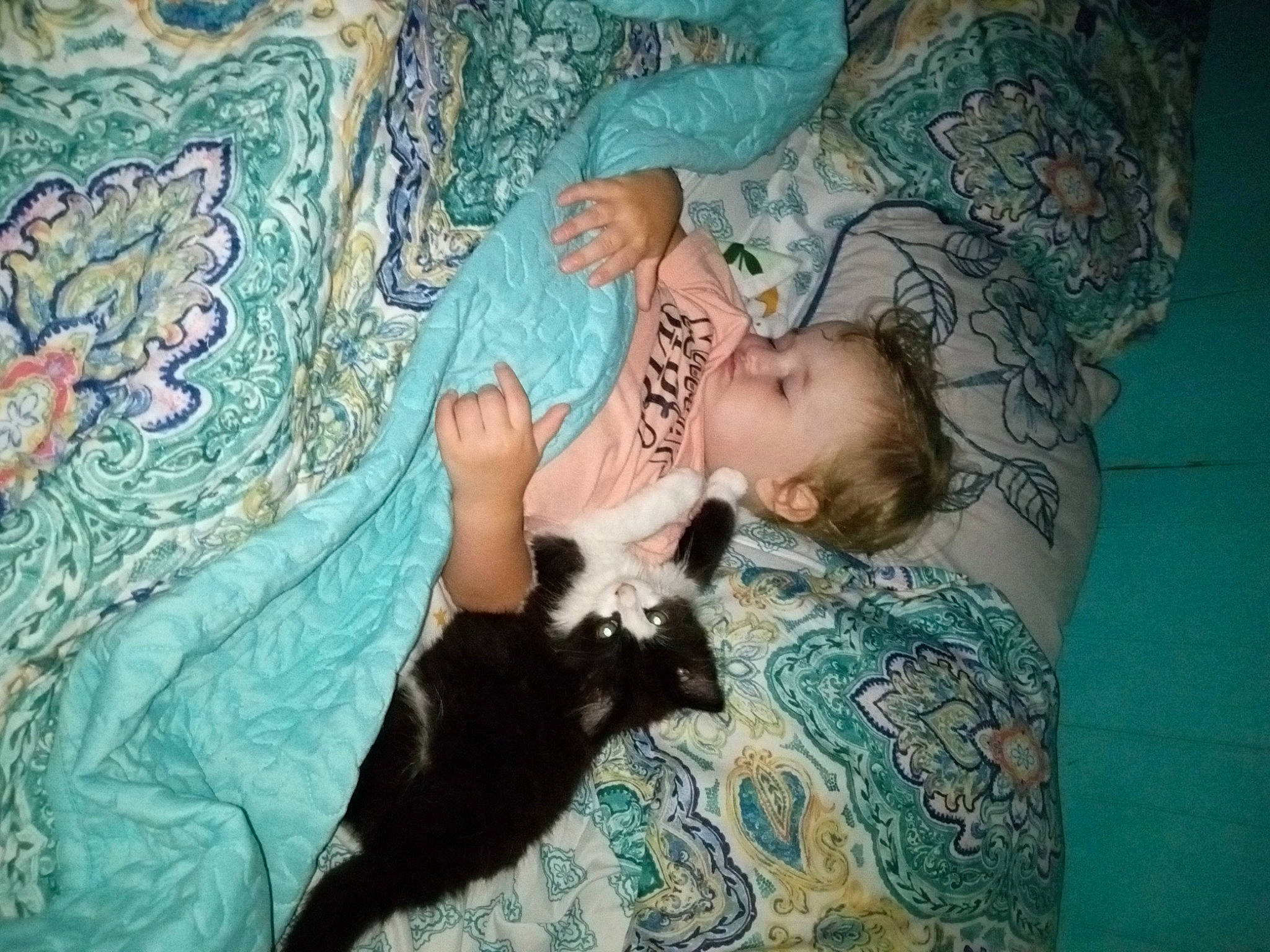 Alissa joined the competition — help win amazing prizes! abdomen, baby, carnivore, cat, chest, comfort, dress, fawn, felidae, fur, happy, human_body, linens, nap, pattern, person, small_to_medium_sized_cats, textile, toddler, trunk