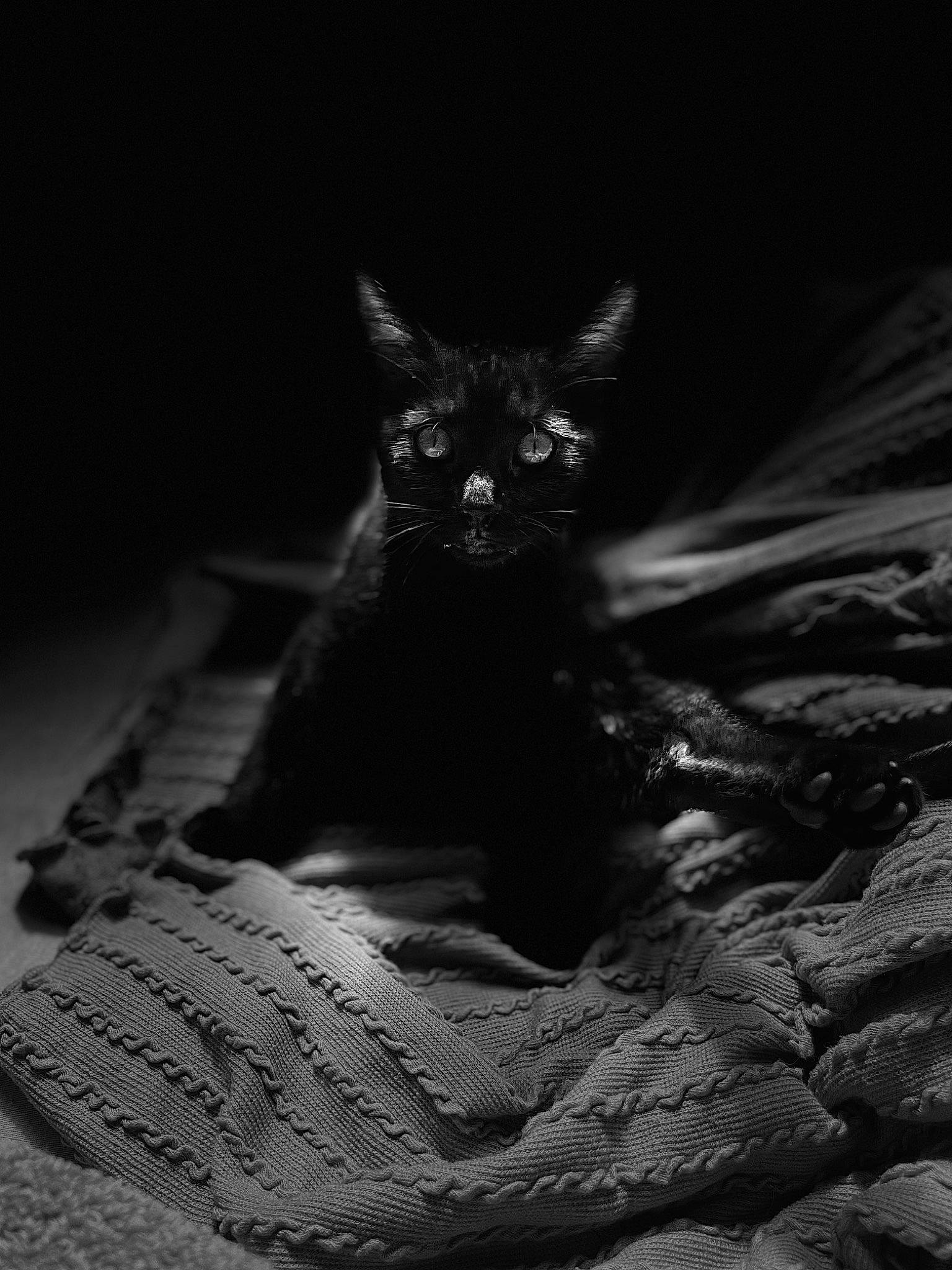 Baghera a rejoint le concours — aidez-le/la à gagner de superbes lots ! black, black_cat, bombay, carnivore, cat, comfort, darkness, domestic_short_haired_cat, felidae, fur, grey, monochrome, monochrome_photography, small_to_medium_sized_cats, snout, still_life_photography, tail, terrestrial_animal, whiskers, wildlife