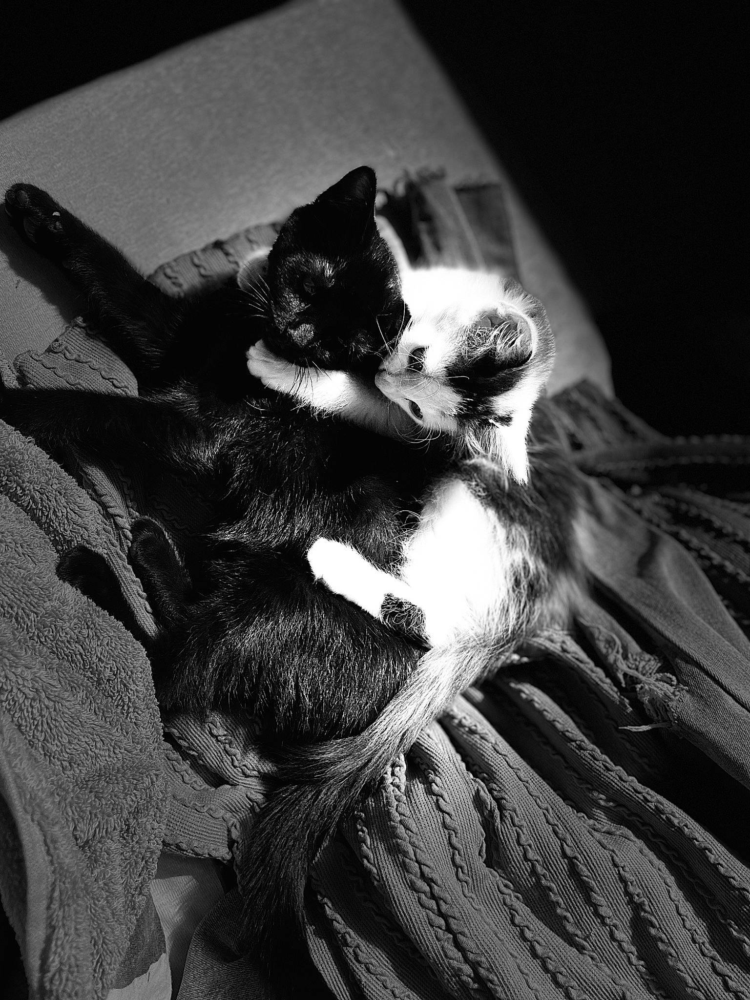 Baghera a rejoint le concours — aidez-le/la à gagner de superbes lots ! black_and_white, carnivore, cat, claw, comfort, darkness, domestic_short_haired_cat, felidae, flash_photography, fur, gesture, grey, monochrome, monochrome_photography, paw, small_to_medium_sized_cats, snout, style, tail, whiskers