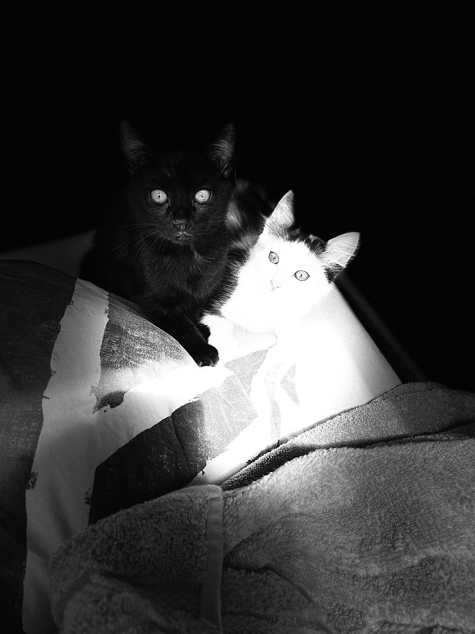 Baghera a rejoint le concours — aidez-le/la à gagner de superbes lots ! black_cat, carnivore, cat, comfort, darkness, domestic_short_haired_cat, felidae, fur, grey, monochrome, monochrome_photography, night, shadow, sitting, small_to_medium_sized_cats, snout, still_life_photography, tail, tints_and_shades, whiskers