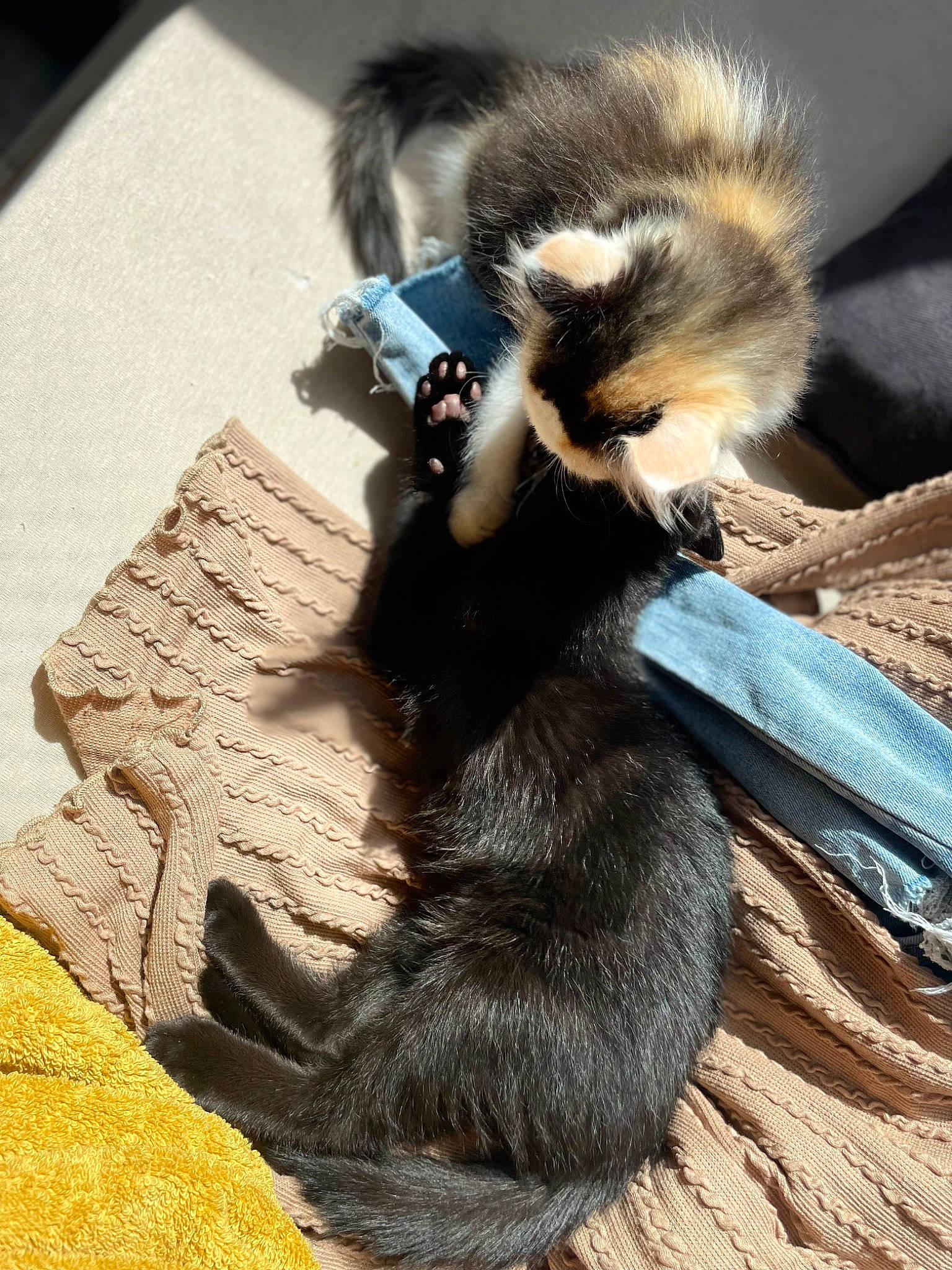 Baghera a rejoint le concours — aidez-le/la à gagner de superbes lots ! _geese_and_swans, canidae, carnivore, claw, comfort, companion_dog, dog_breed, ducks, fashion_accessory, felidae, foot, fur, mustelidae, paw, shadow, small_to_medium_sized_cats, snout, tail, terrestrial_animal, whiskers