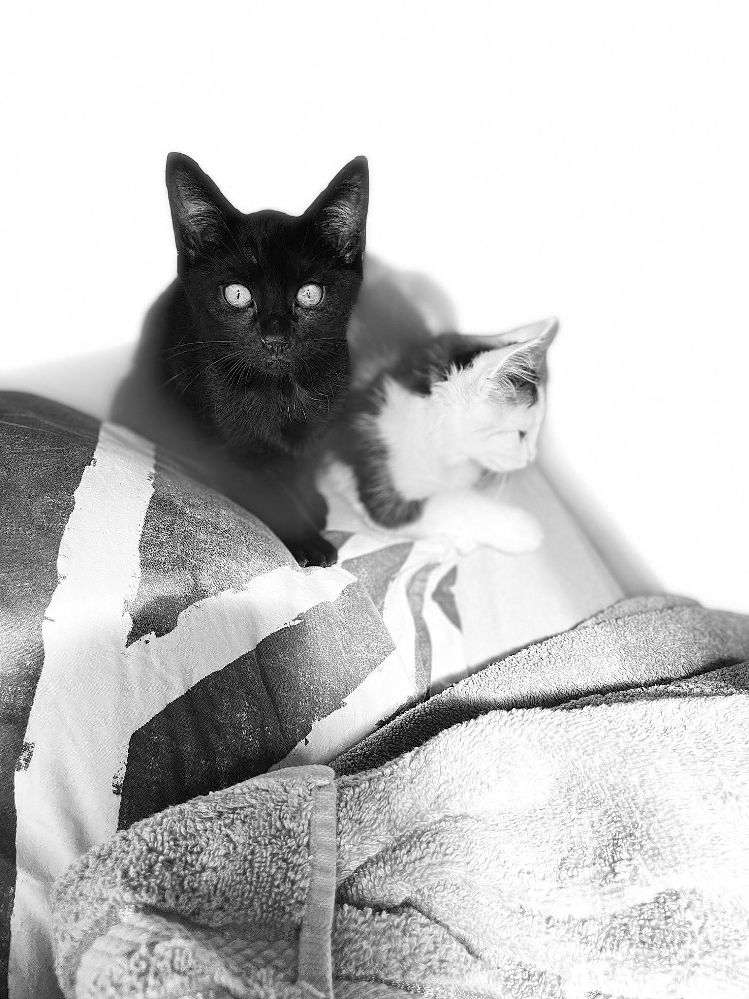 Baghera participe au concours pour gagner de l'argent avec cette photo : black_and_white, black_cat, bombay, carnivore, cat, comfort, domestic_short_haired_cat, felidae, grey, linens, mammal, monochrome, monochrome_photography, small_to_medium_sized_cats, snout, stairs, style, tail, vertebrate, whiskers