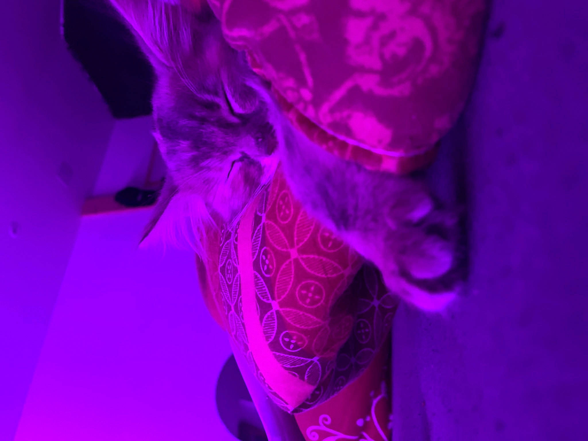 Kira a rejoint le concours — aidez-le/la à gagner de superbes lots ! electric_blue, entertainment, event, fashion_accessory, flower, flowering_plant, human_body, human_leg, magenta, pattern, peach, performance, performing_arts, petal, pink, plant, purple, silk, tree, violet