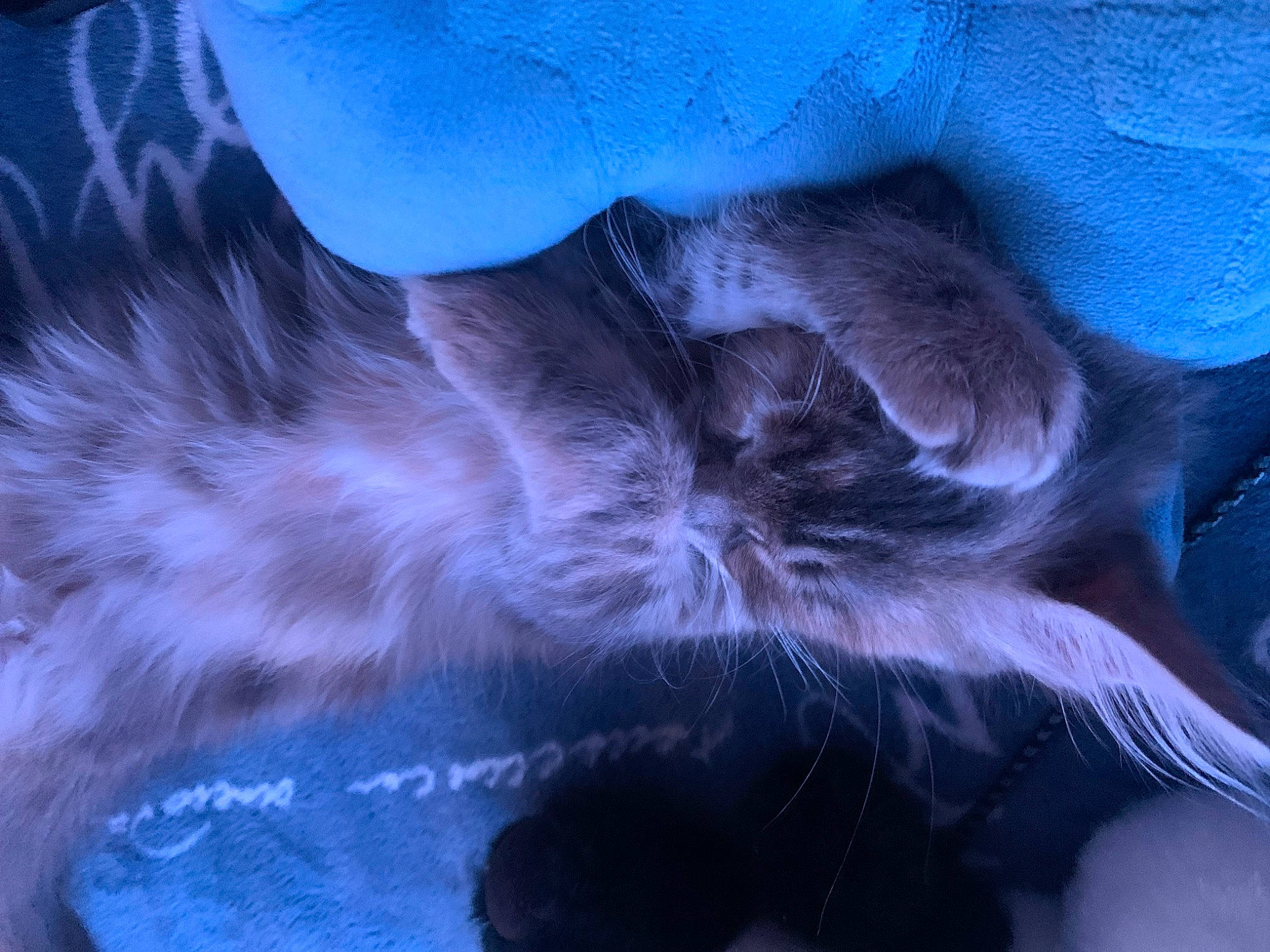 Kira participe au concours pour gagner de l'argent avec cette photo : carnivore, cat, claw, close_up, cloud, comfort, darkness, dog_breed, electric_blue, felidae, fur, gesture, human_leg, paw, sky, small_to_medium_sized_cats, snout, tail, whiskers, wildlife