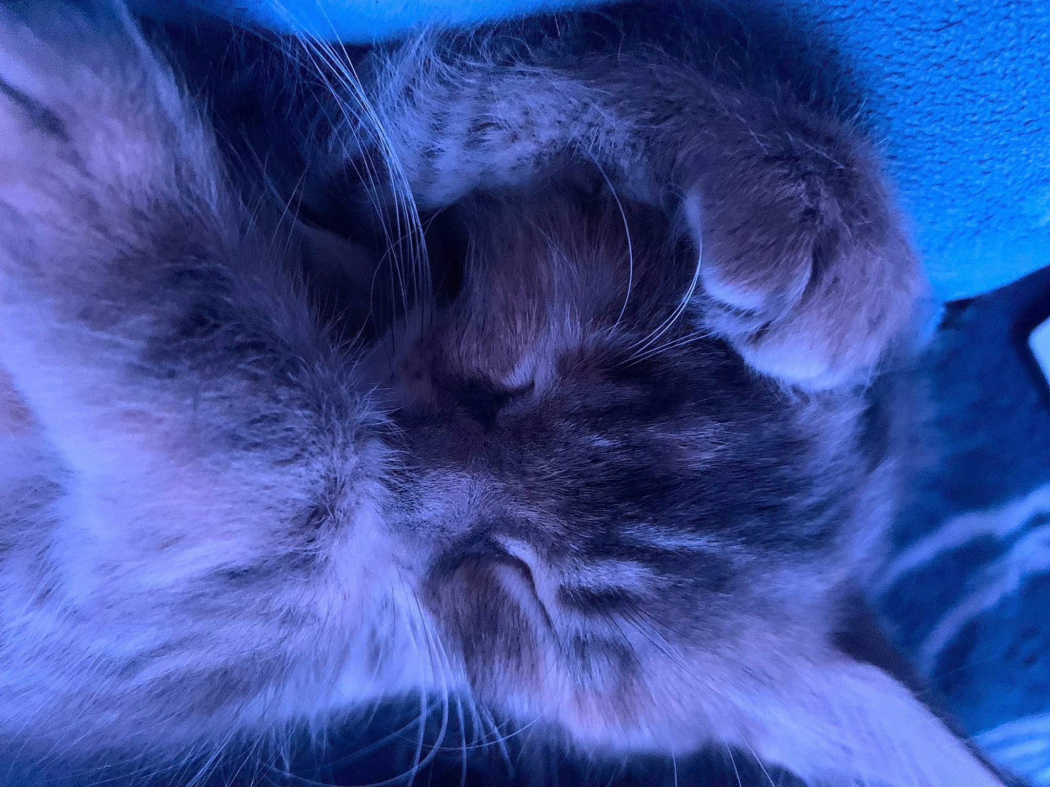 Kira participe au concours pour gagner de l'argent avec cette photo : carnivore, cat, cloud, comfort, darkness, domestic_short_haired_cat, electric_blue, felidae, fur, macro_photography, paw, sleep, small_to_medium_sized_cats, snout, tail, whiskers
