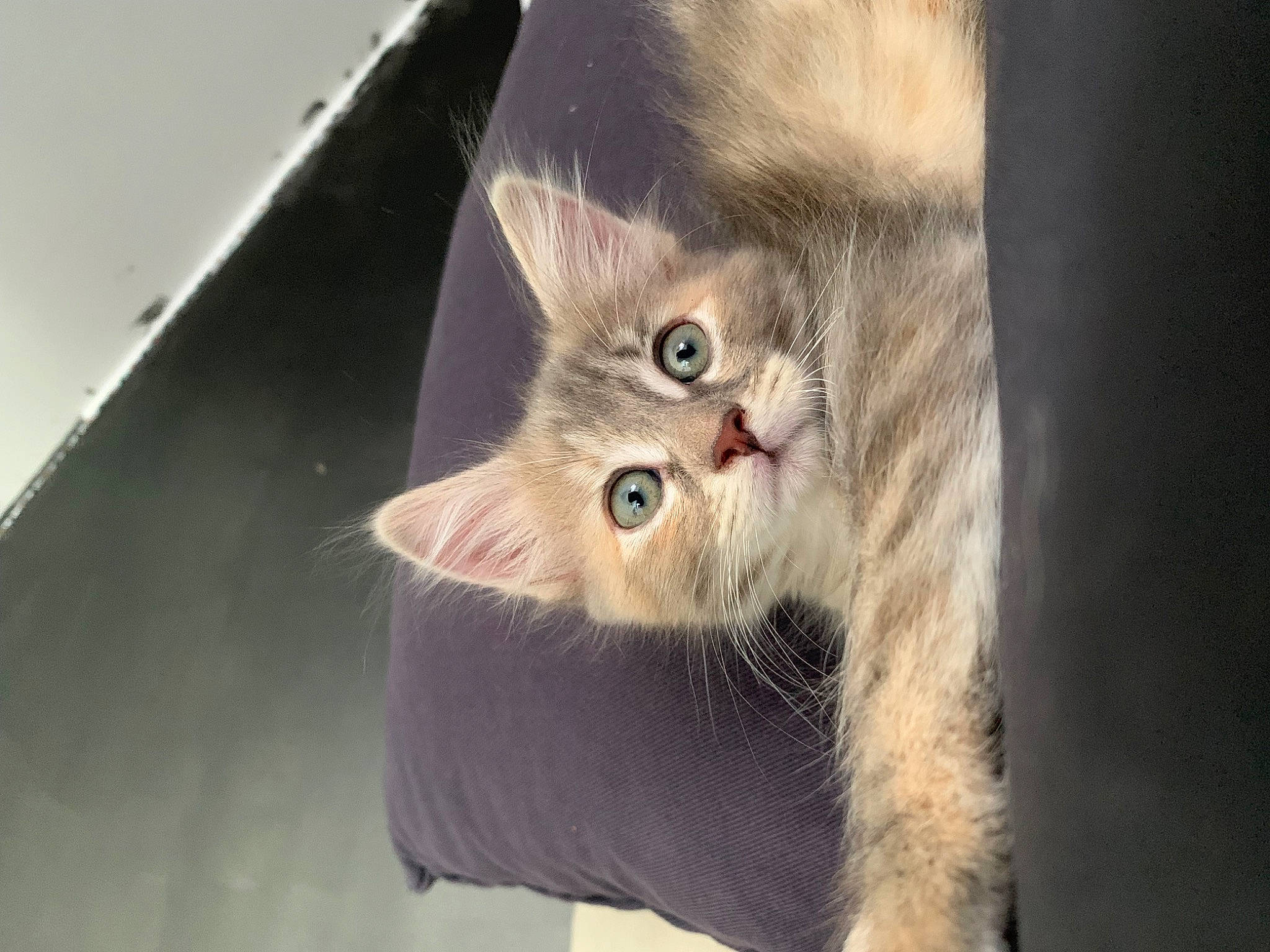 Kira participe au concours pour gagner de l'argent avec cette photo : carnivore, cat, claw, domestic_short_haired_cat, ear, fawn, felidae, fur, paw, small_to_medium_sized_cats, snout, tail, terrestrial_animal, whiskers