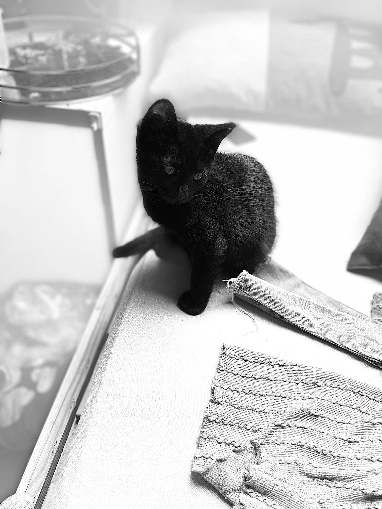 Ninoush a rejoint le concours — aidez-le/la à gagner de superbes lots ! black, black_and_white, bombay, carnivore, cat, domestic_short_haired_cat, eye, felidae, fur, grey, monochrome, monochrome_photography, room, small_to_medium_sized_cats, snout, stock_photography, style, tableware, whiskers, white